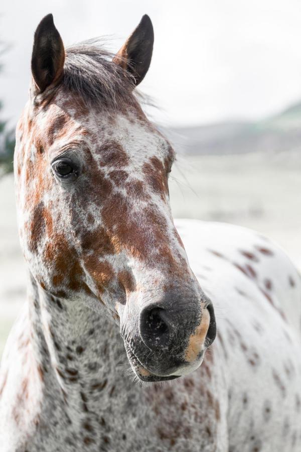 Wild Horses Lodge Harrismith Luaran gambar