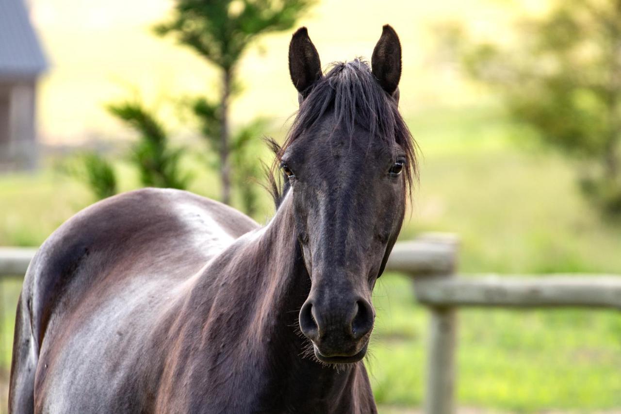 Wild Horses Lodge Harrismith Luaran gambar